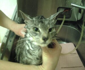 シャンプーもも１