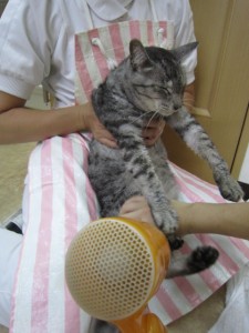 シャンプーもも３