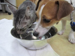 サスケと・・・