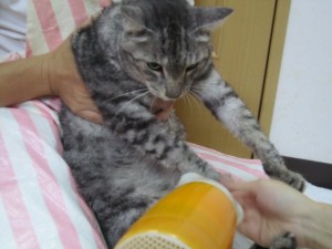 シャンプーもも２