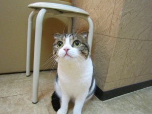 ホイップクリーム