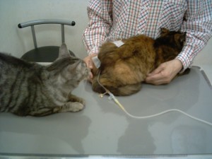 プリンちゃん点滴