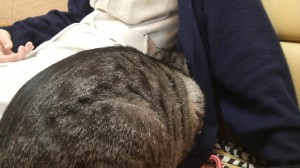 かくれももすけ