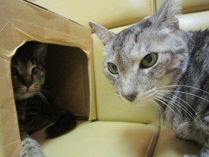 しず (3) しず (3)