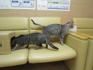 しず (2) しず (2)