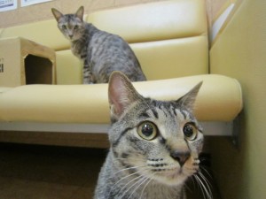 しず (4) しず (4)