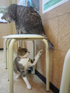 ポプリ (6) ポプリ (6)