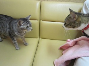 ポプリ (3) ポプリ (3)