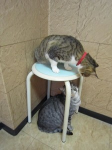 ポプリ (5) ポプリ (5)