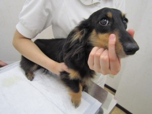 クッキー クッキー