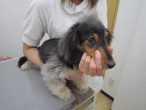 ポッキー ポッキー