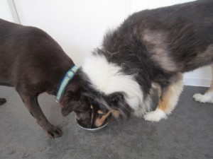 ビスタムーサ (5)