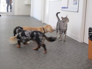 サイカ (4) サイカ (4)