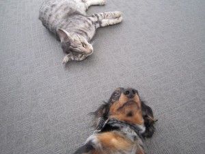 サイカ (3) サイカ (3)