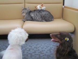 ライルティアラ (4)