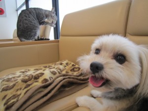 モコ (4) モコ (4)