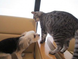 モコ (2) モコ (2)