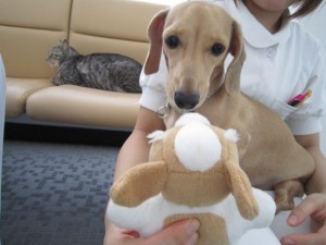 ライルティアラ (2)