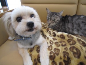 モコ (5) モコ (5)