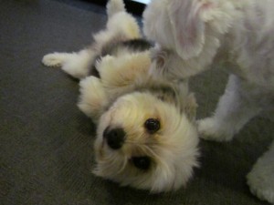 モコ (3) モコ (3)