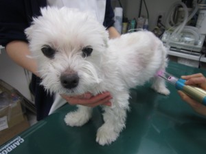 疼痛緩和治療 (2)