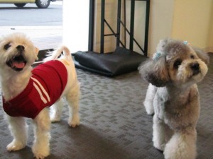 テディハッピー (5)