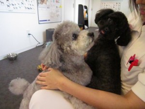 テディハッピー (2)