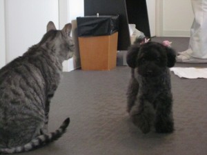 テディハッピー (3)