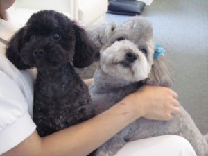 テディハッピー