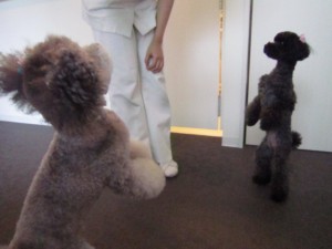 テディハッピー (6)