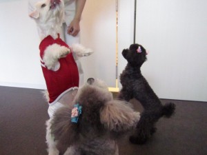 テディハッピー (7)