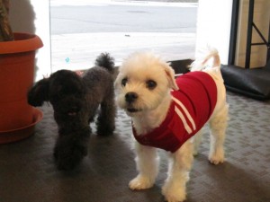 テディハッピー (4)