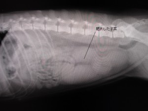 術前レントゲン