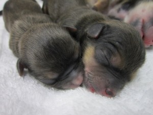 赤ちゃん (2) 赤ちゃん (2)