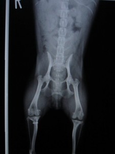 前十字靭帯断裂術後