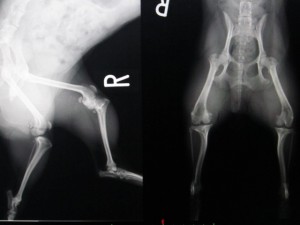 前十字靭帯断裂術前