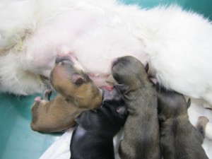 赤ちゃん 赤ちゃん