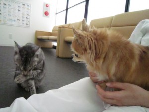 きよラッキー (4)