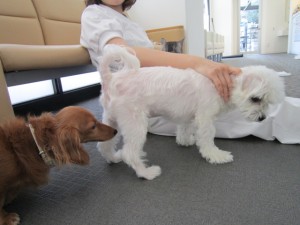 きよラッキー (3)