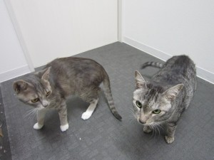 ベンジャミン (2)