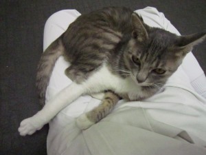 ベンジャミン (4)