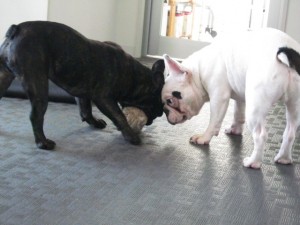 ボブジャック (5)