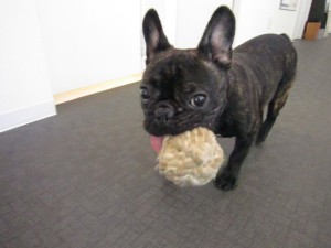 ボブジャック (4)