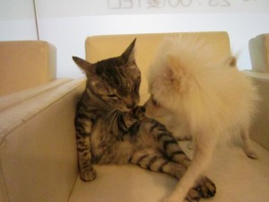 マクシミレン (3)