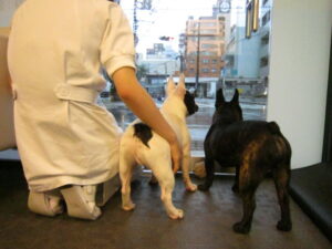 ボブジャック (3)