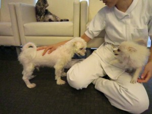 マクシミレン (2)