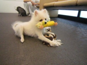 マクシミレン (5)