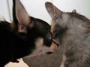 ちまき (2) ちまき (2)