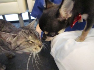 ちまき (3) ちまき (3)