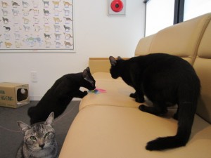 ロジェリオン (3)